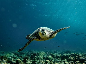 Discovering Sri Lanka’s Heritage and Tranquil Maldives Escape