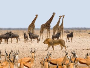 Namibia Safari tour with lions