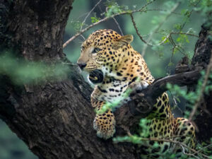 11 Nights in Paradise