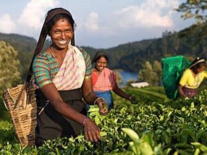 Journey Through Sri Lanka: A Cultural and Wildlife Odyssey